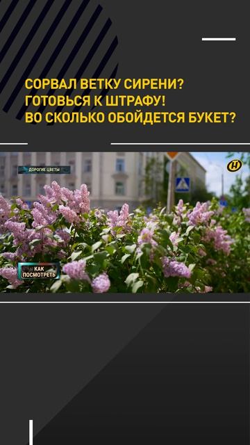 Сорвал ветку сирени? Готовься к штрафу! Во сколько обойдется букет?