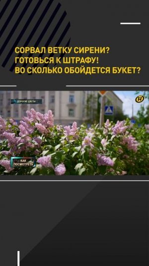 Сорвал ветку сирени? Готовься к штрафу! Во сколько обойдется букет?