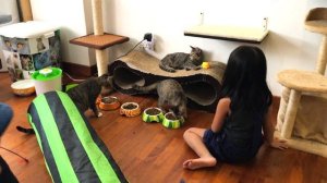 Котики пытались подружиться с Настей в Кошачьем Кафе