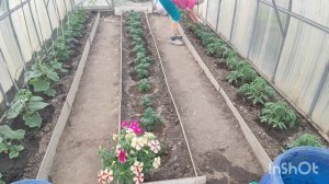 первая подкормка уличных томатов//зачем нам триммер?! 🤷♀️