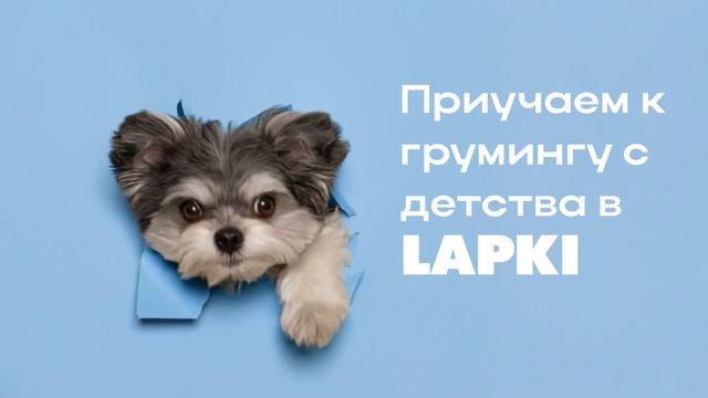 LAPKI 2 смотреть онлайн