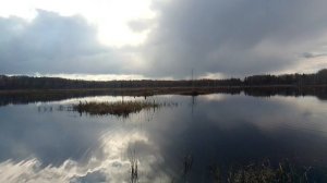 на болоте ...СУДАРЬ...охота с подсадными утями, Смоленская губерня
