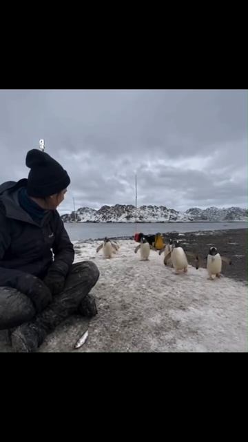 🐧Женщина спасла пингвина от пластика, который впился в него — а дальше случилось неожиданное