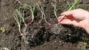 Высаживаю рассаду лука из семян 16 мая много работы в огороде!