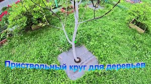 «Приствольные круги для деревьев.»#сад#огород#дача