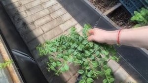 ПЕТУНИЯ ДЛЯ ПЕТУНИЕВОГО ДЕРЕВА ГОТОВА.