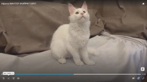 Конкурс ЛУЧШИЙ В КЛАССЕ КОТЯТ (кошки) на 32-й выставке кошек PCA 16 мая 2026г