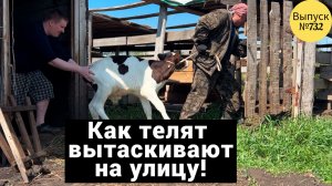 Дети приехали и помогли нам вывести телят на улицу. Жизнь в Омской деревне.