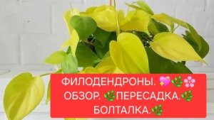 ФИЛОДЕНДРОН и СЦИНДАПСУС.🌸💖 ОБЗОР.🌷🌿 ПЕРЕСАДКА.🌺🍀 БОЛТАЛКА.🌸💖