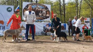 09.05.2026, СПб. Клуб «ФСПС». Выставка собак CAC 1 группы FCI