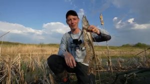 НАШЁЛ ЗАБРОШЕННОЕ БОЛОТО С ГОЛОДНЫМИ ЩУКАМИ! Рыбалка на спиннинг.