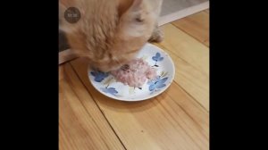 КОТЁНОК БЕДННЫЙ