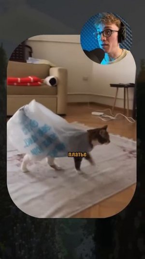 ВИРУСНЫЕ_ВИДЕО_Три_пса_на_одного_😂