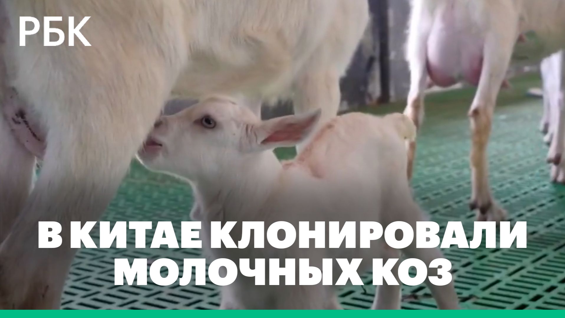 В Китае впервые серийно клонировали молочных коз
