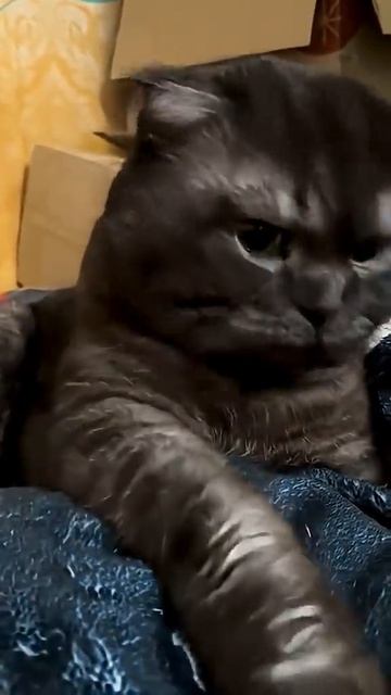 Кот недотрога! Не сдается приставучей хозяйке!