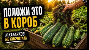Теперь выращиваю КАБАЧКИ только так. Один короб КОРМИТ ВСЁ ЛЕТО
