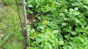 Картофельная драма  листья ботвы желтеют(