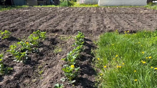 Майские заботы:работа в саду не кончается Сажаем картошку 🌱