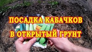 ПРОВЕРЕННЫЙ СПОСОБ ПОСАДКИ КАБАЧКОВ В ОТКРЫТЫЙ ГРУНТ | Чтобы взошли все семена