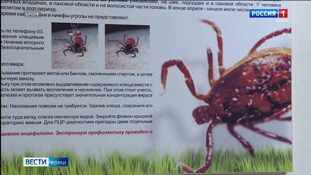 С начала сезона от клещей пострадал 471 житель Коми