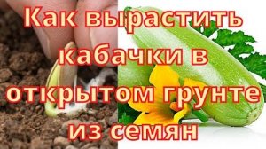 Как вырастить кабачки в открытом грунте из семян | Пошагово для урожая