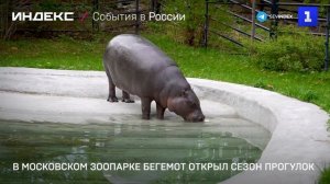 В Московском зоопарке бегемот открыл сезон прогулок