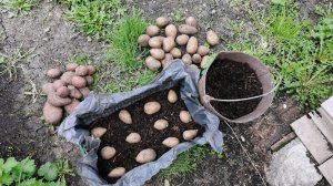 Взошла картошка сажаю повторно 16 мая пробую новое средство от муравьев.