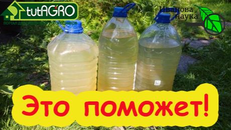 Ловкий трюк от вредителей и болезней: пятна на листьях, тля и белокрылка пропадут за ночь!