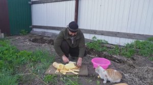 Суровые сибирские кабачки не портятся больше года Высаживаю прямо так ПОДВАЛ ИЛЬИЧА Их больше нет
