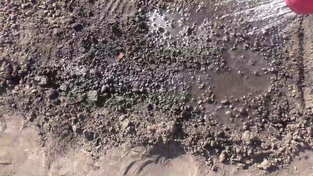 Посев и всходы амаранта