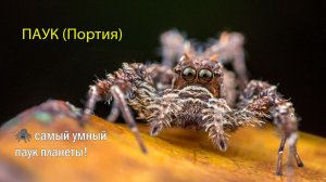🕷️ Маленький убийца💡ОБМАНЫВАЕТ как человек 🎭ГЕНИЙ микро-мира