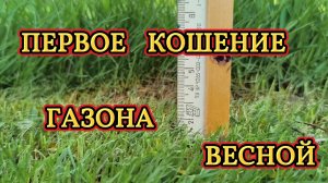 Первое кошение газона весной: как низко можно стричь и почему правило 1/3 не всегда работает