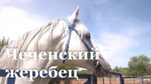 В Стрелецкий конный завод приехал скакун из Чеченской Республики