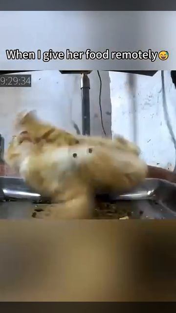 ПРиколюхи с кошаками