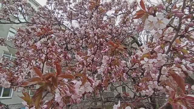 Моя прогулка по Южно-Сахалинску 15 мая. Зацвели сакуры.mp4