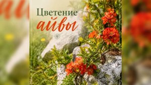 Цветение айвы