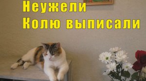 НЕУЖЕЛИ КОЛЮ ВЫПИСАЛИ / с 08 и 12  мая 2026