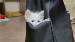 Мама-кошка зовет своего котенка. Маленький котенок не слушается кошку.