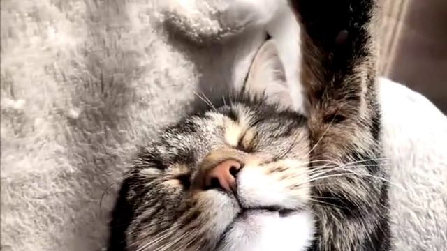 Заставка для видео Серый котенок № 567