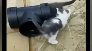А вот вам ещё для настроения 🤣