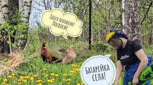 Фазаны обживаются на своём нашем гектаре. Покос, радуга, сад в горшках, распаковка новых цитрусов