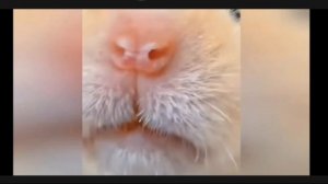 #Смешные видео про Хомяков#хомячки#