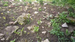 Влог / 10.05.2026 / Прогулка по Ботаническому саду