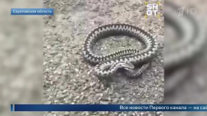 В России зафиксировали первые случаи укусов змей.