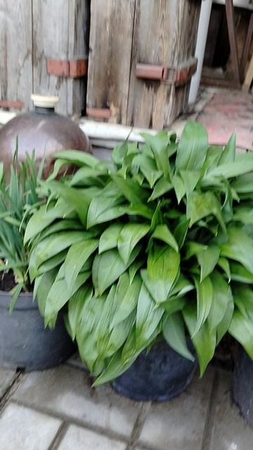 Лук Слизун (Allium Nutans), Черемша (Állium Ursínum), Резун Шнитт лук (Állium Schoenoprásum)