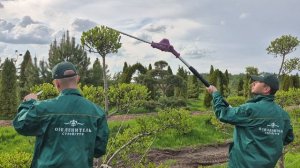 Услуги мастеров Ниваки по стрижке и формированию деревьев и кустарников. т. 8 495 669-52-23 г.Москва
