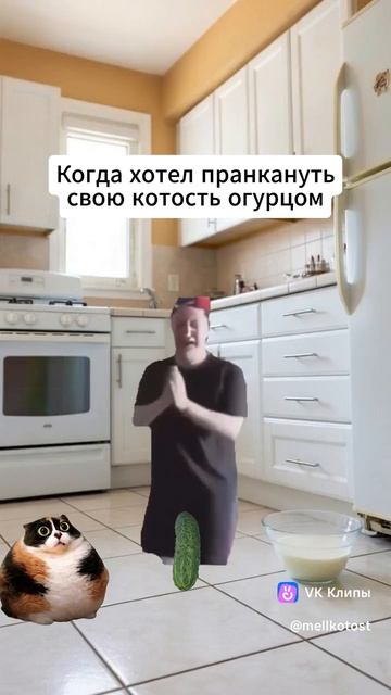 Котость