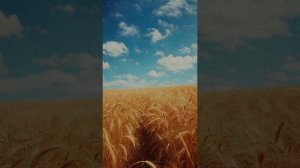 Попурри любви