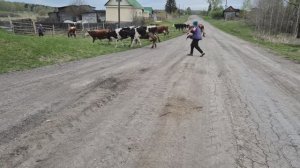 выгнали стадо/снова нелетная погода/ пенсии нет, красная лампа,да/ им холодно
