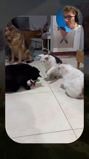 ВИРУСНЫЕ_ВИДЕО_СОБАКА_с_арбузом_🤣